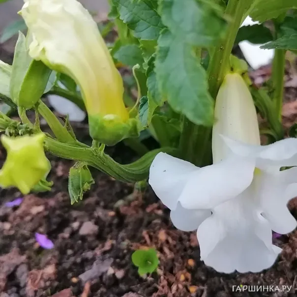 превью изображения отзыва