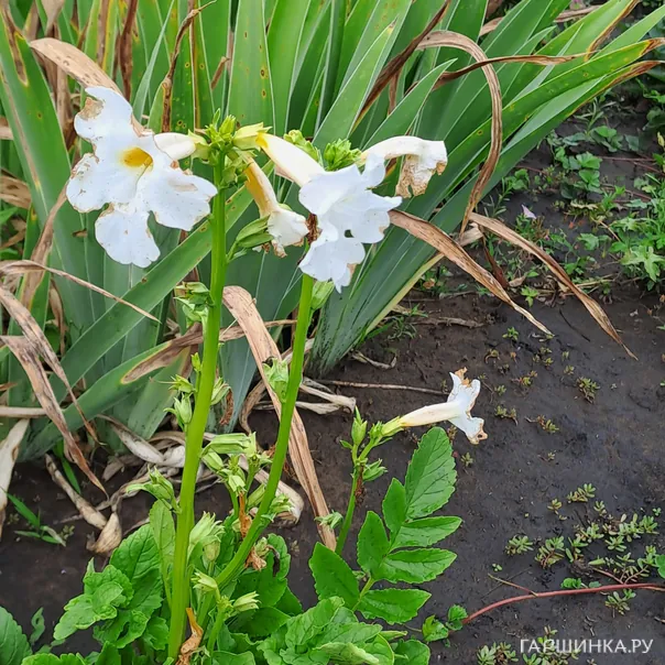 превью изображения отзыва