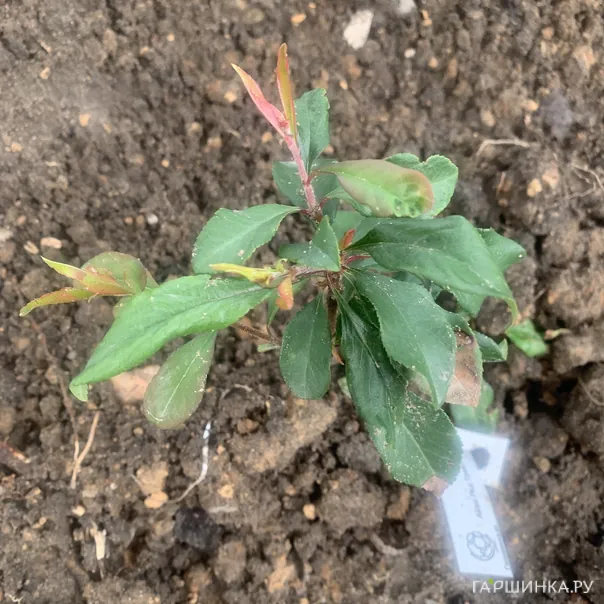 превью изображения отзыва