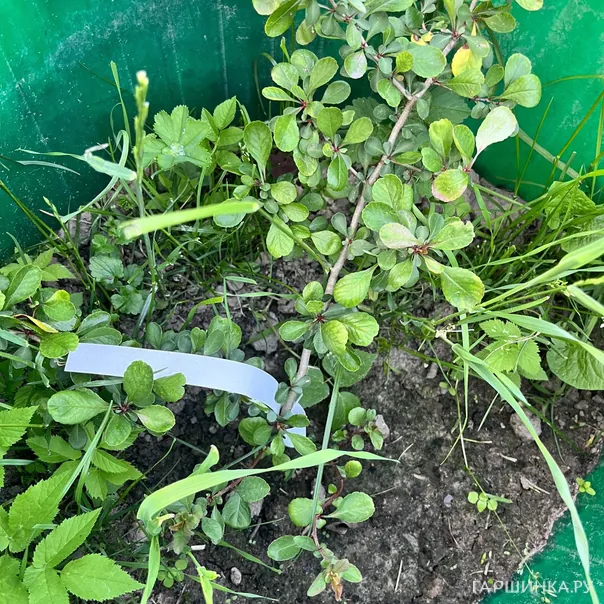 превью изображения отзыва