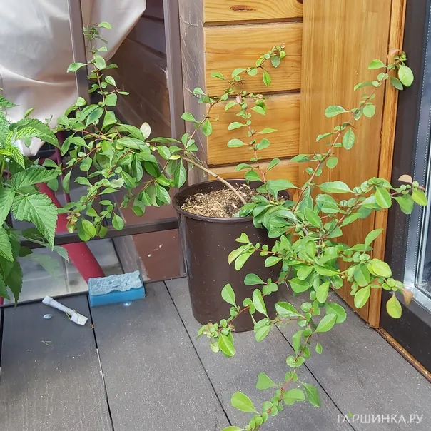 превью изображения отзыва