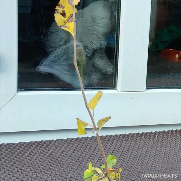 превью изображения отзыва