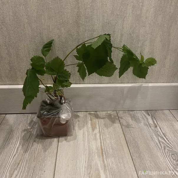 превью изображения отзыва