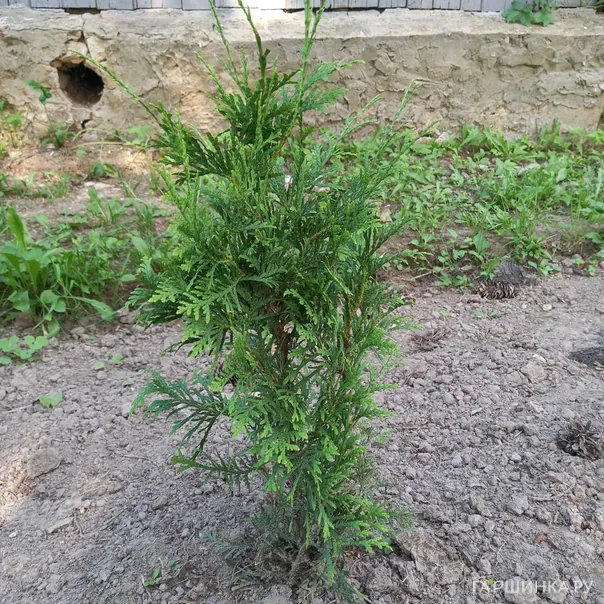 превью изображения отзыва