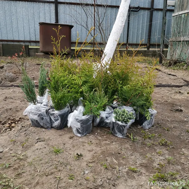 превью изображения отзыва