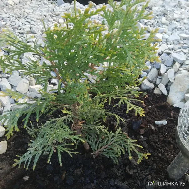 превью изображения отзыва