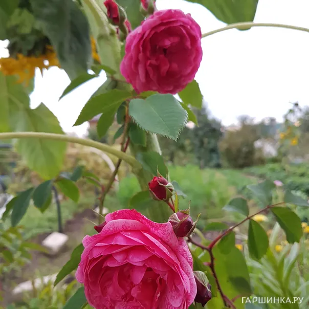 превью изображения отзыва