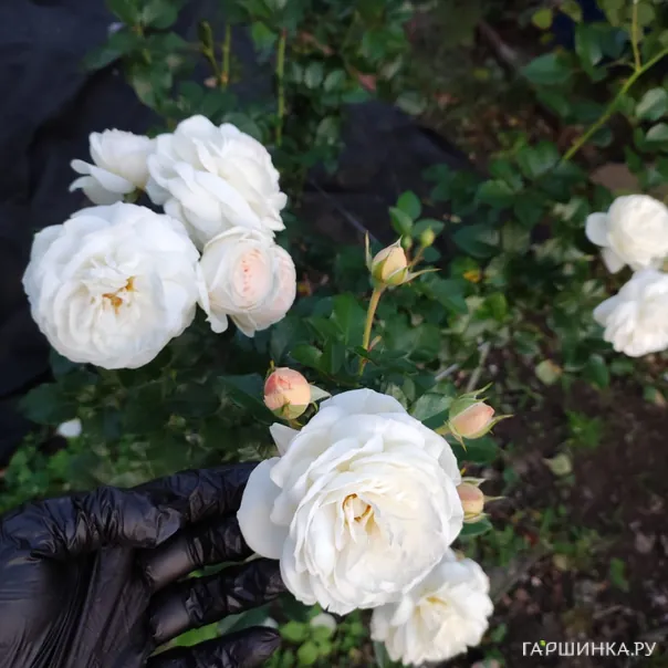 превью изображения отзыва