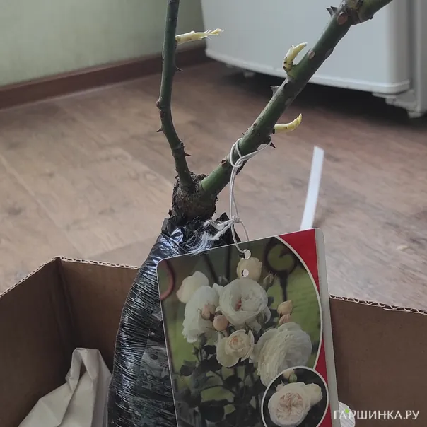 превью изображения отзыва