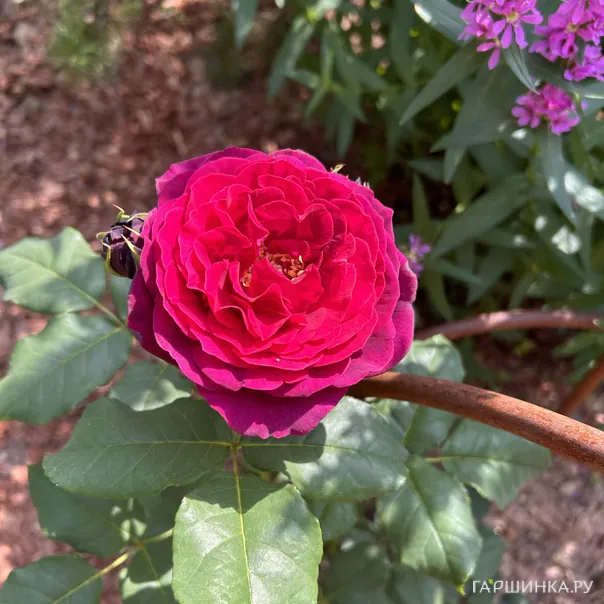 превью изображения отзыва