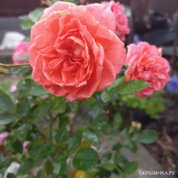 превью изображения отзыва