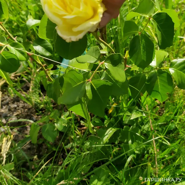 превью изображения отзыва