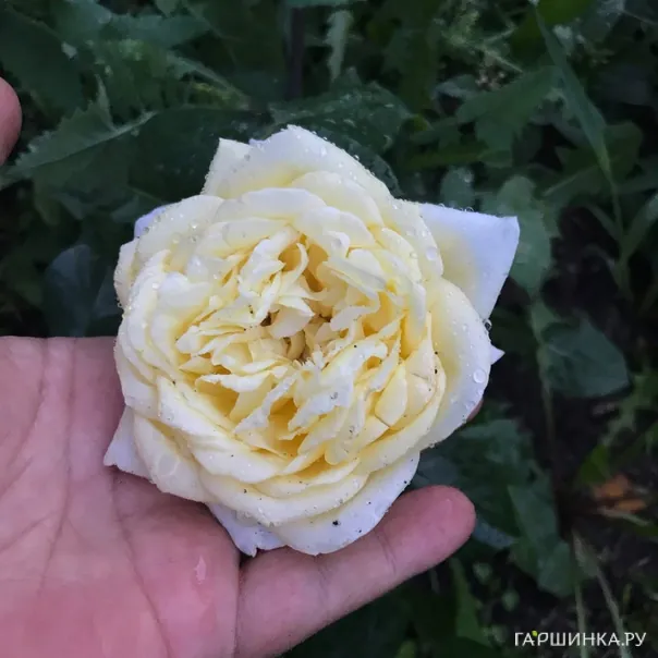 превью изображения отзыва