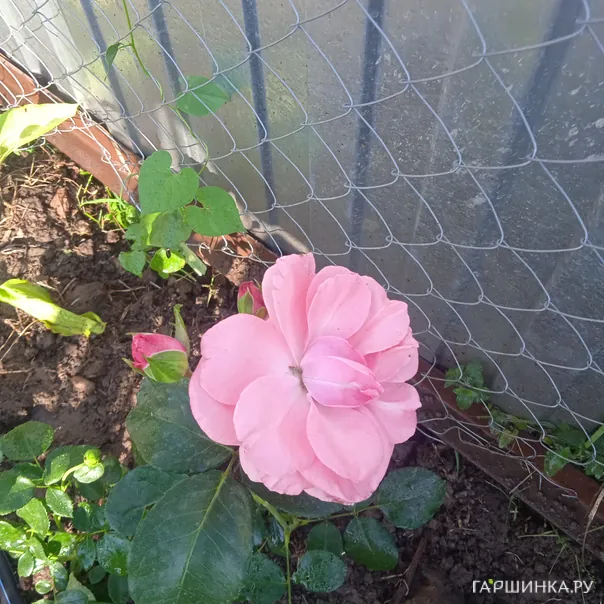 превью изображения отзыва