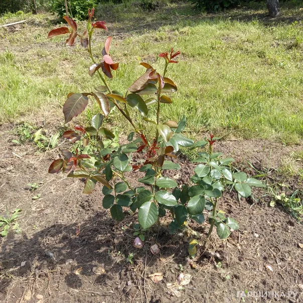 превью изображения отзыва