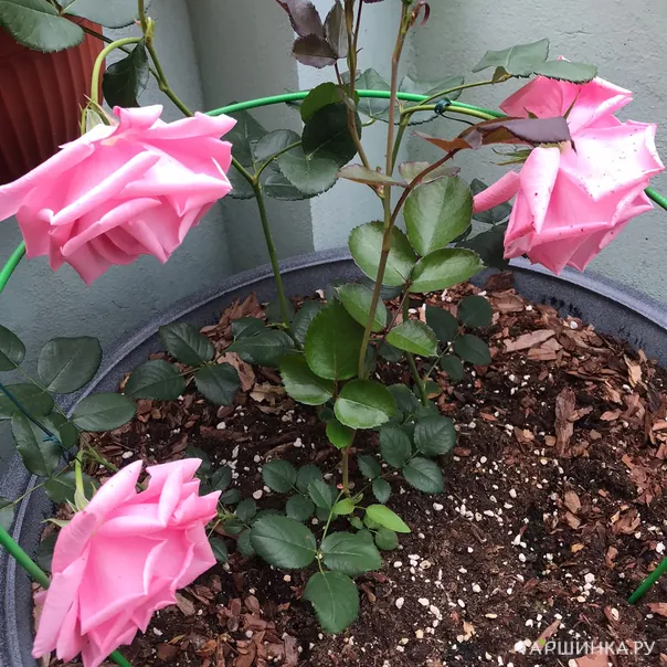 превью изображения отзыва