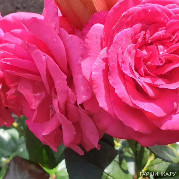 превью изображения отзыва