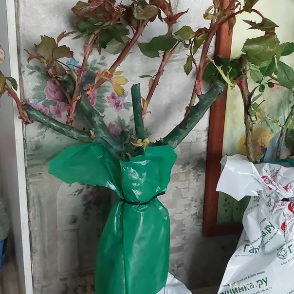 превью изображения отзыва