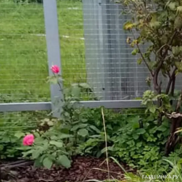 превью изображения отзыва