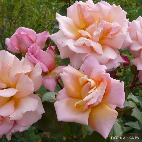 превью изображения отзыва