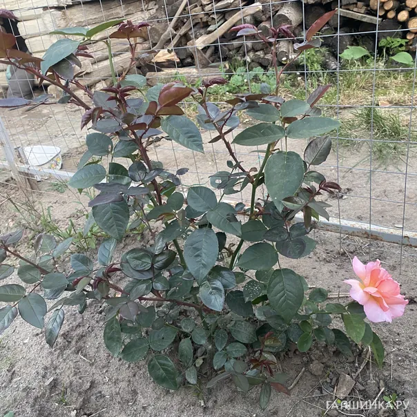 превью изображения отзыва