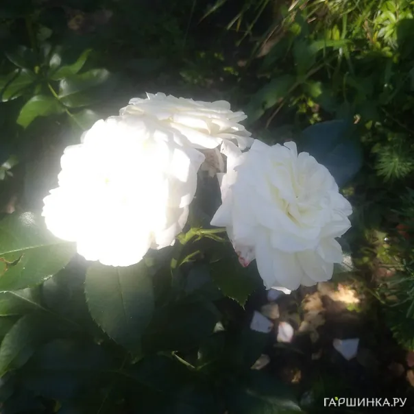 превью изображения отзыва