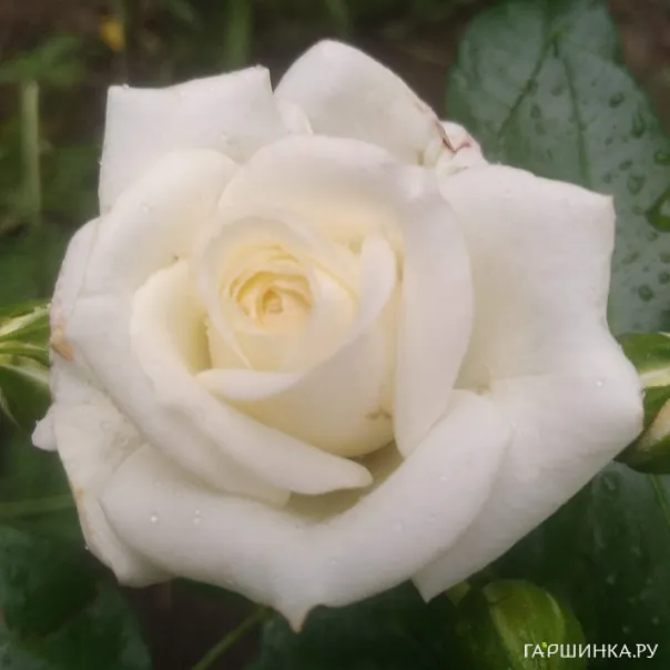 превью изображения отзыва