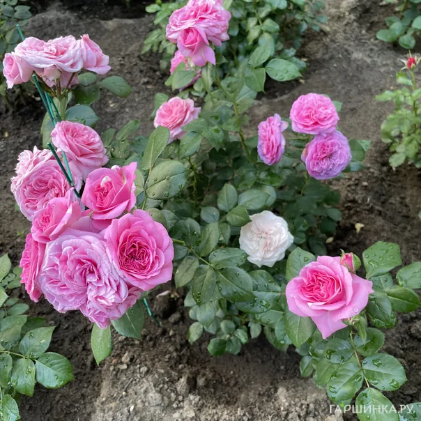 превью изображения отзыва