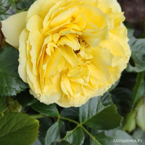 превью изображения отзыва