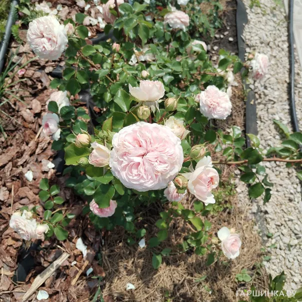 превью изображения отзыва