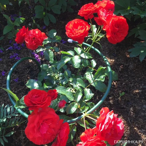 превью изображения отзыва