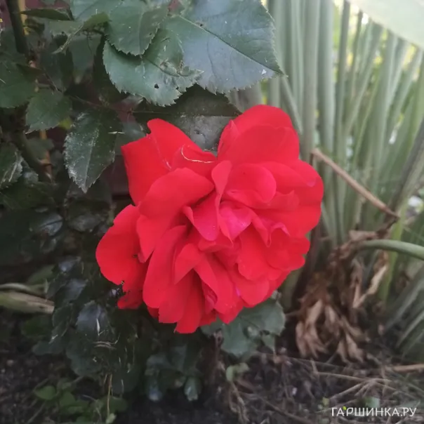 превью изображения отзыва