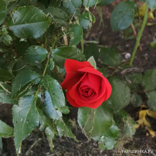 превью изображения отзыва