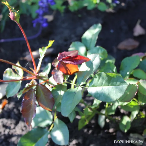 превью изображения отзыва