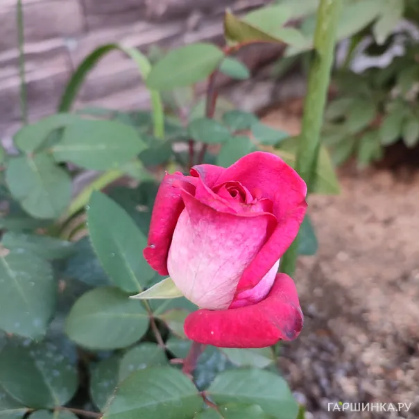 превью изображения отзыва