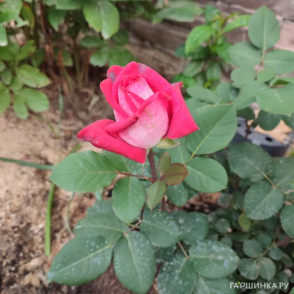 превью изображения отзыва