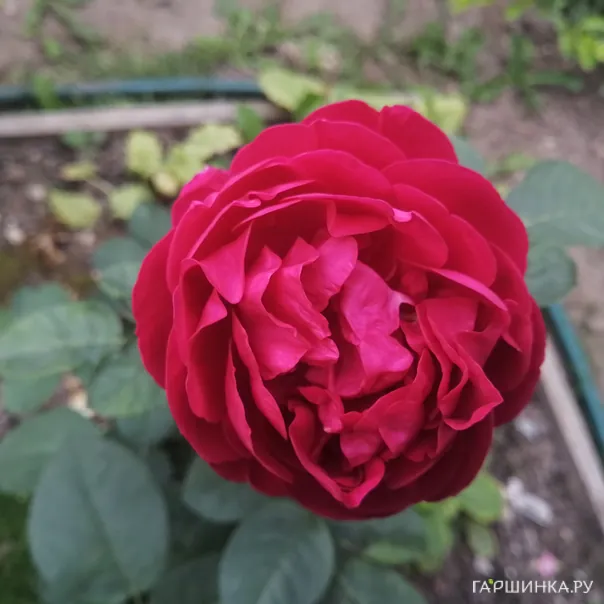 превью изображения отзыва