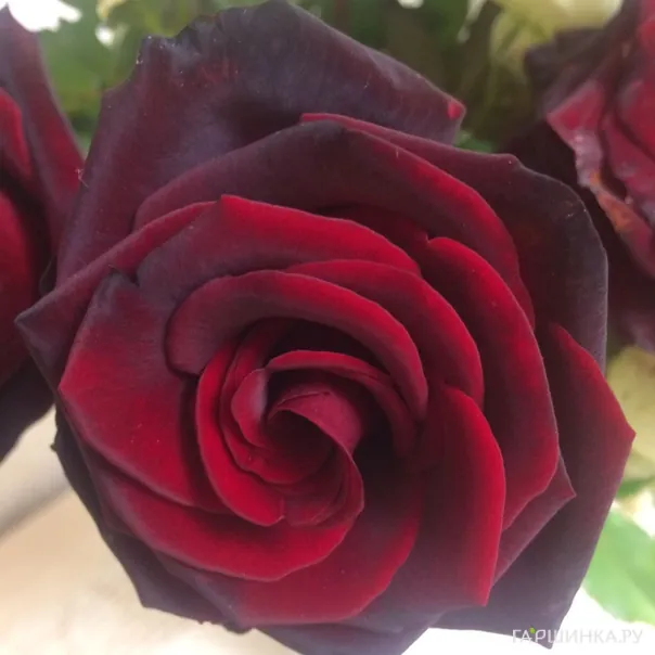 превью изображения отзыва