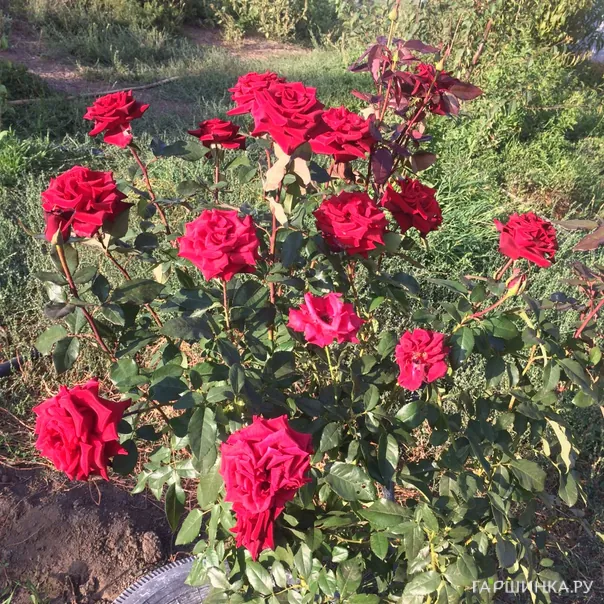 превью изображения отзыва