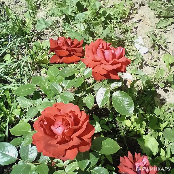 превью изображения отзыва