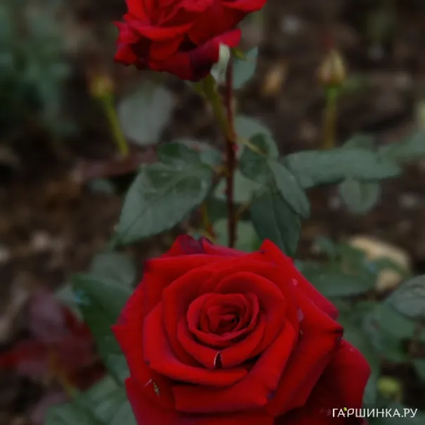 превью изображения отзыва