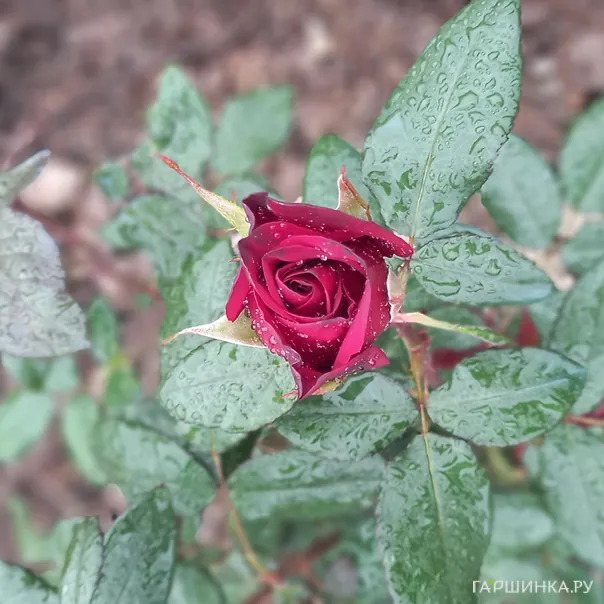 превью изображения отзыва