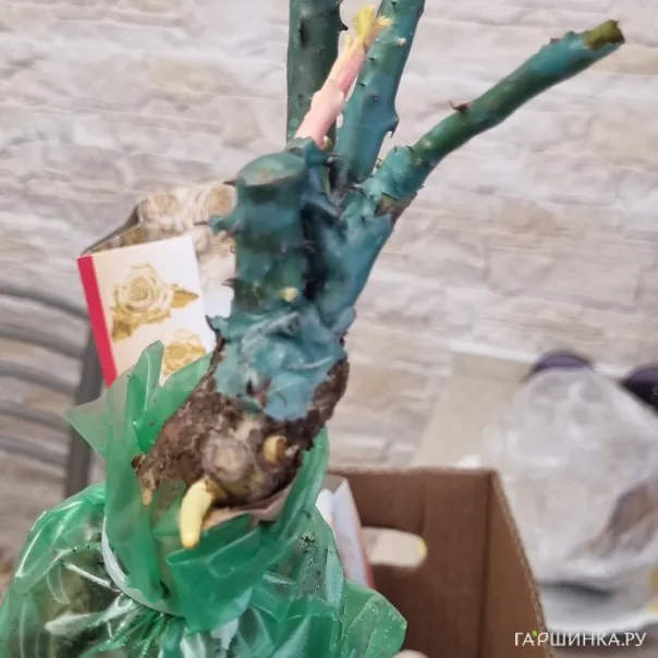 превью изображения отзыва