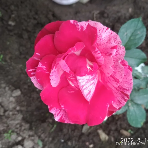 превью изображения отзыва