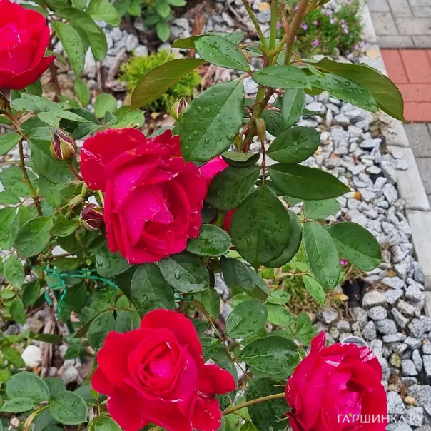 превью изображения отзыва