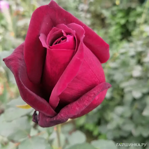 превью изображения отзыва