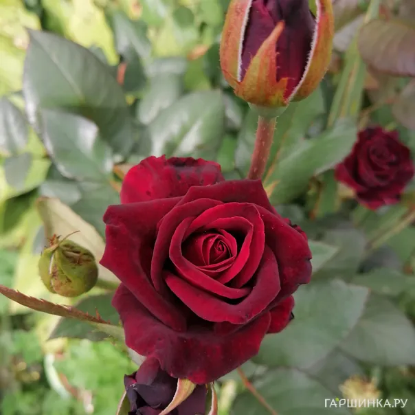 превью изображения отзыва