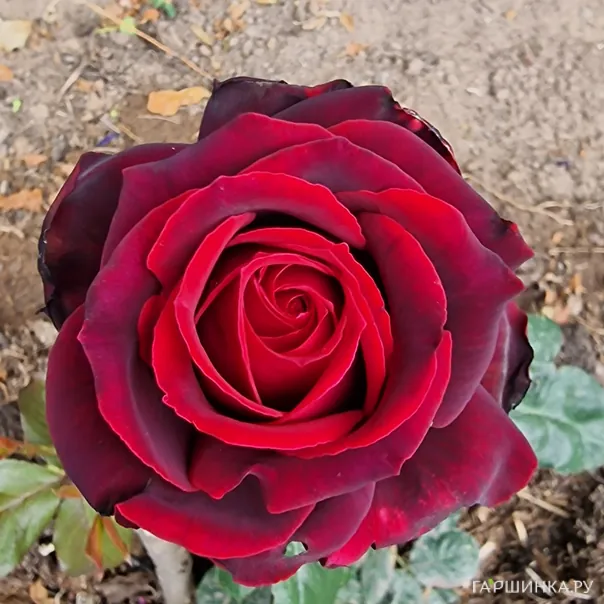 превью изображения отзыва