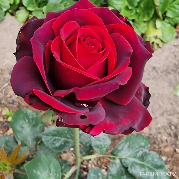 превью изображения отзыва