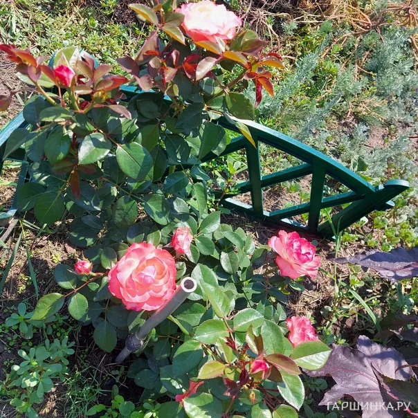 превью изображения отзыва